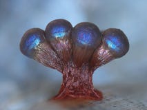 Fruit bodies of a slime mold Lamproderma ovoideum form four glittering pitchers stock photos Fruit bodies of a slime mold Lamproderma ovoideum form four glittering pitchers stock photos