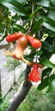Fruit de maturation d'arbre de grenade images stock Fruit de maturation d'arbre de grenade images stock