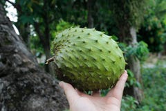 Fruit exotique asiatique frais et juteux de corossol hérisse photo stock Fruit exotique asiatique frais et juteux de corossol hérisse photo stock