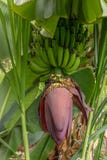 Fruit indig?ne vert de tige de banane photos stock Fruit indig?ne vert de tige de banane photos stock