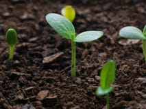 Fruit tree seedlings just emerged from the earth symbolising new life stock photo Fruit tree seedlings just emerged from the earth symbolising new life stock photo