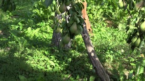 Fruiterbaumaste und -korb voll der Birne trägt unter ihr im Obstgartengarten Früchte Neigung unten 4K stock video Fruiterbaumaste und -korb voll der Birne trägt unter ihr im Obstgartengarten Früchte Neigung unten 4K stock video