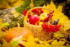Fruits d'automne, feuilles lumineuses, l'encore-vie, pomme rouge, feuilles jaunes, panier avec des légumes images stock Fruits d'automne, feuilles lumineuses, l'encore-vie, pomme rouge, feuilles jaunes, panier avec des légumes images stock