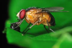 Fruktfluga royaltyfri foto Fruktfluga royaltyfri foto