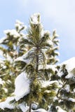 Frunch av sörjer trädet i snöskog i solig dag arkivbilder Frunch av sörjer trädet i snöskog i solig dag arkivbilder