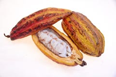 Fruta del cacao de la variedad del criollo imagen de archivo Fruta del cacao de la variedad del criollo imagen de archivo