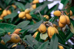 Fruta del Loquat de España foto de archivo libre de regalías Fruta del Loquat de España foto de archivo libre de regalías