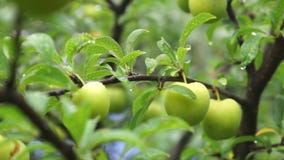 Fruta inmadura del ciruelo verde después de la lluvia Fruta inmadura del ciruelo verde después de la lluvia