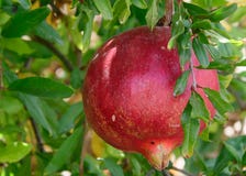 Fruta roja de la granada en árbol imagenes de archivo Fruta roja de la granada en árbol imagenes de archivo