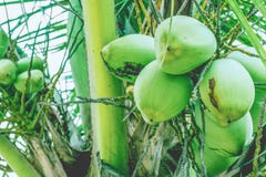 Frutas del coco en una rama de la palma imágenes de archivo libres de regalías Frutas del coco en una rama de la palma imágenes de archivo libres de regalías
