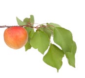 Frutas do alperce com folhas fotografia de stock Frutas do alperce com folhas fotografia de stock