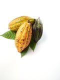 Frutas frescas del cacao con la hoja verde fotos de archivo libres de regalías Frutas frescas del cacao con la hoja verde fotos de archivo libres de regalías