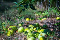 Frutas maduras de las manzanas verdes que caen abajo de las ramas del yo foto de archivo libre de regalías Frutas maduras de las manzanas verdes que caen abajo de las ramas del yo foto de archivo libre de regalías
