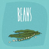 Frutas vegetales maduras aisladas de la vaina del guisante o de habas libre illustration Frutas vegetales maduras aisladas de la vaina del guisante o de habas libre illustration