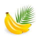 Frutos tropicais saudáveis, amarelos - bananas ilustração stock Frutos tropicais saudáveis, amarelos - bananas ilustração stock