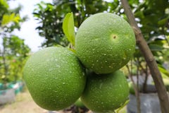 Frutos verdes do Pomelo na ?rvore imagens de stock Frutos verdes do Pomelo na ?rvore imagens de stock