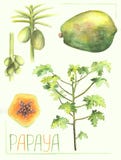 Frutta della papaia ed illustrazione botanica dell'albero Vegetazione disegnata a mano della pianta della papaia illustrazione di stock Frutta della papaia ed illustrazione botanica dell'albero Vegetazione disegnata a mano della pianta della papaia illustrazione di stock