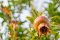 Frutta su un brunch, bello fondo molle del melograno della sfuocatura immagini stock Frutta su un brunch, bello fondo molle del melograno della sfuocatura immagini stock
