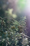 Frutti delle piante selvatiche nella foresta fotografia stock libera da diritti Frutti delle piante selvatiche nella foresta fotografia stock libera da diritti