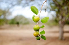 Frutti dello Ziziphus Mauritania fotografie stock libere da diritti Frutti dello Ziziphus Mauritania fotografie stock libere da diritti