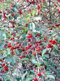 Frutti sani e saporiti rossi maturi del primo piano delle ciliege, immagini stock libere da diritti Frutti sani e saporiti rossi maturi del primo piano delle ciliege, immagini stock libere da diritti