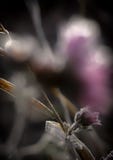fryst blomma arkivfoton fryst blomma arkivfoton