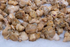 Fryst Rapana kött är en hög på isen i lagret grunt djupf?lt royaltyfria bilder Fryst Rapana kött är en hög på isen i lagret grunt djupf?lt royaltyfria bilder