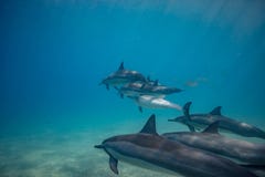 Fröskida av undervattens- lösa delfin royaltyfri fotografi Fröskida av undervattens- lösa delfin royaltyfri fotografi