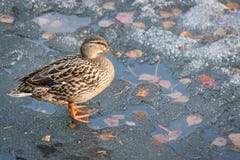 Frühe Ankunft von Vögeln von den warmen Rändern Ente auf Eis lizenzfreies stockfoto Frühe Ankunft von Vögeln von den warmen Rändern Ente auf Eis lizenzfreies stockfoto