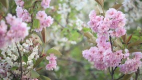 Frühling Frühling