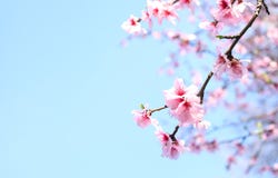 Frühling Cherry Blossoms Stockfoto Frühling Cherry Blossoms Stockfoto