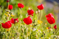 Frühling kommt mit den ersten Mohnblumen lizenzfreies stockfoto Frühling kommt mit den ersten Mohnblumen lizenzfreies stockfoto