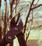 Frühlingsbeschneidung von treesn lizenzfreie stockfotografie Frühlingsbeschneidung von treesn lizenzfreie stockfotografie