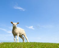 Frühlingsbild eines jungen Lamms Stockbilder Frühlingsbild eines jungen Lamms Stockbilder