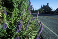 Frühlingsblumen, Weg 1, CA lizenzfreie stockfotos Frühlingsblumen, Weg 1, CA lizenzfreie stockfotos