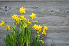 Frühlingsnarzissen lizenzfreie stockfotografie Frühlingsnarzissen lizenzfreie stockfotografie