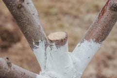 Frühlingsvorbereitung von den Bäumen während der Jahreszeit, arbeitend auf einem privaten Plan im Garten stockfotografie Frühlingsvorbereitung von den Bäumen während der Jahreszeit, arbeitend auf einem privaten Plan im Garten stockfotografie