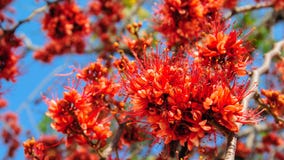 Fuego del flor de la flor de Paquistán imágenes de archivo libres de regalías Fuego del flor de la flor de Paquistán imágenes de archivo libres de regalías