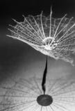Fulff of dandelion seed