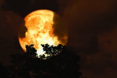 Full Blood Moon Back Over Silhouette Top Trees And Colorful Sky Royalty Free Stock Photo Full Blood Moon Back Over Silhouette Top Trees And Colorful Sky Royalty Free Stock Photo