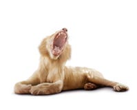 Full body of male lion yawning and lying on white background royalty free stock photo Full body of male lion yawning and lying on white background royalty free stock photo