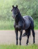 Full body portrait of black Andalusian horse. stock images Full body portrait of black Andalusian horse. stock images