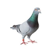 White Homing pigeon stock photo. Image of envelop, email - 5120550