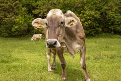 Full-length cow looking at the camera lens. Swss mountain stock photography Full-length cow looking at the camera lens. Swss mountain stock photography