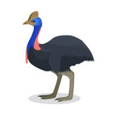 Full length portrait of australian black ostrich isolated on white Stock Photography Full length portrait of australian black ostrich isolated on white Stock Photography