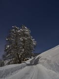 Full moon winter night fairytale, a tree coverd with snow a the side of the road stock image Full moon winter night fairytale, a tree coverd with snow a the side of the road stock image