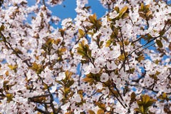 Full ram av för vår som rosa blommor försiktigt blommar på filialer av träd och synlig blå himmel royaltyfri fotografi Full ram av för vår som rosa blommor försiktigt blommar på filialer av träd och synlig blå himmel royaltyfri fotografi