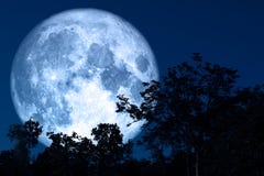 Full Sap Moon Back On Silhouette Plant And Trees On Night Sky Royalty Free Stock Image Full Sap Moon Back On Silhouette Plant And Trees On Night Sky Royalty Free Stock Image