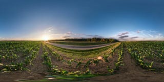 Full seamless spherical hdri panorama 360 degrees angle view near asphalt road among cornfield in summer evening sunset in royalty free stock photography Full seamless spherical hdri panorama 360 degrees angle view near asphalt road among cornfield in summer evening sunset in royalty free stock photography