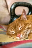 Lazy red cat, curled up and sleeping near the standard 24-kg cast iron kettlebell. royalty free stock photos Lazy red cat, curled up and sleeping near the standard 24-kg cast iron kettlebell. royalty free stock photos